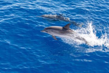 Avvistamento balene e delfini in Catamarano