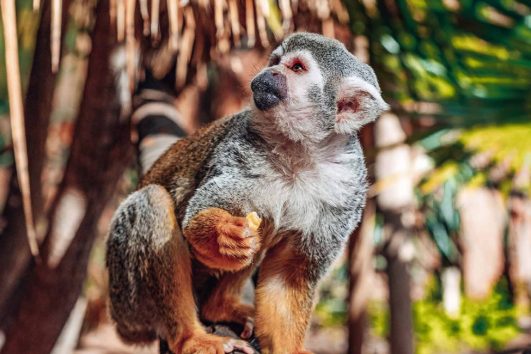 Escursione a Monkey Park