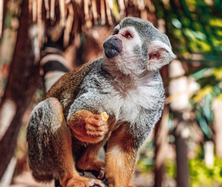 Escursione a Monkey Park